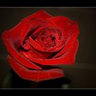 Die Rose