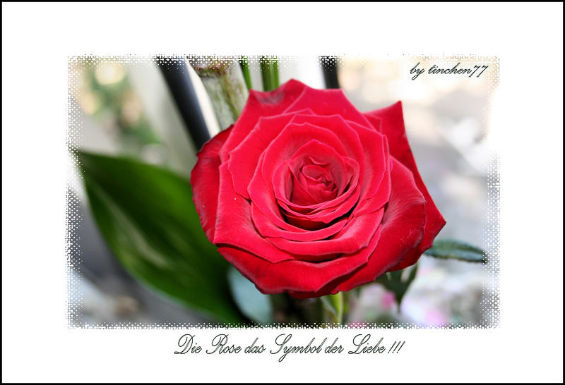 Die Rose das Symbol der Liebe!!!