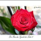 Die Rose das Symbol der Liebe!!!