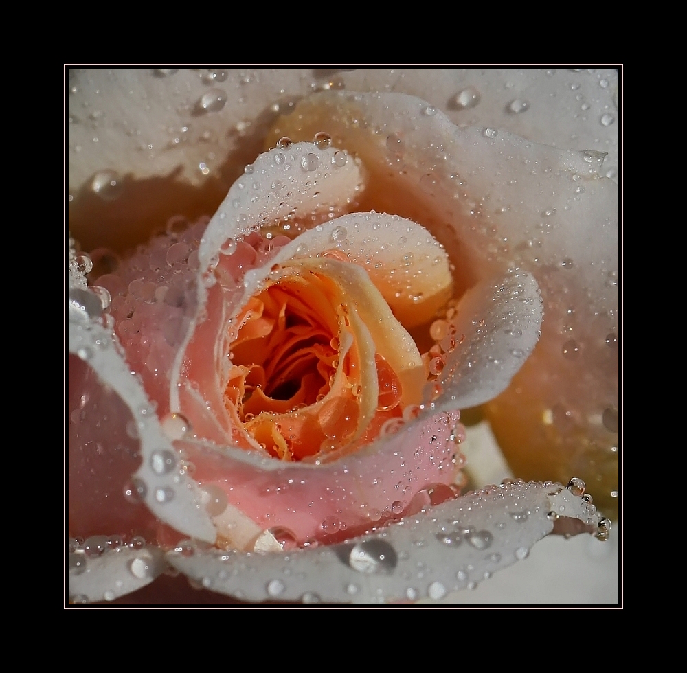 ... die Rose der Entschuldigung ... / ... La rose de l'excuse ...