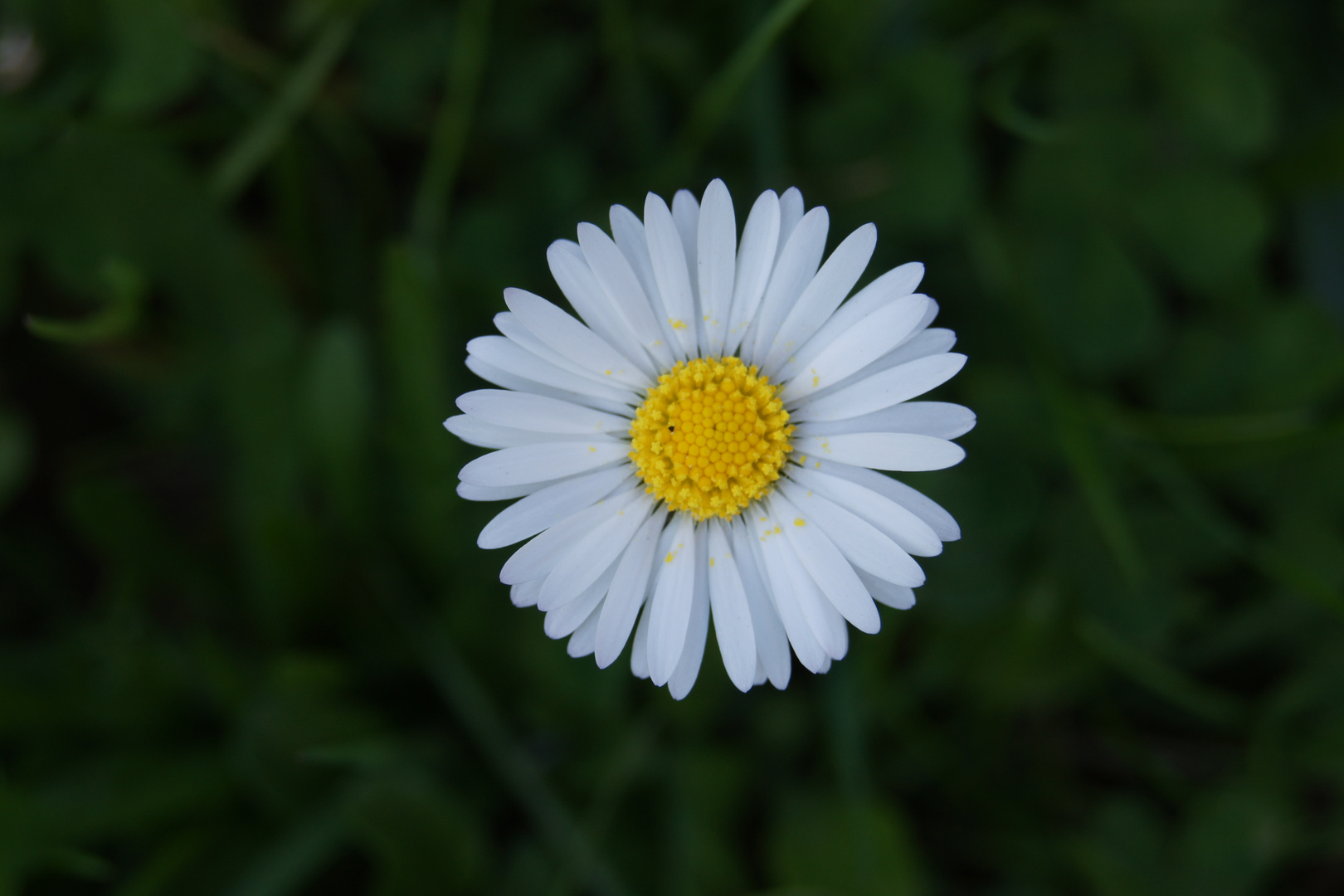 Die Rose der Frühlingswiesen