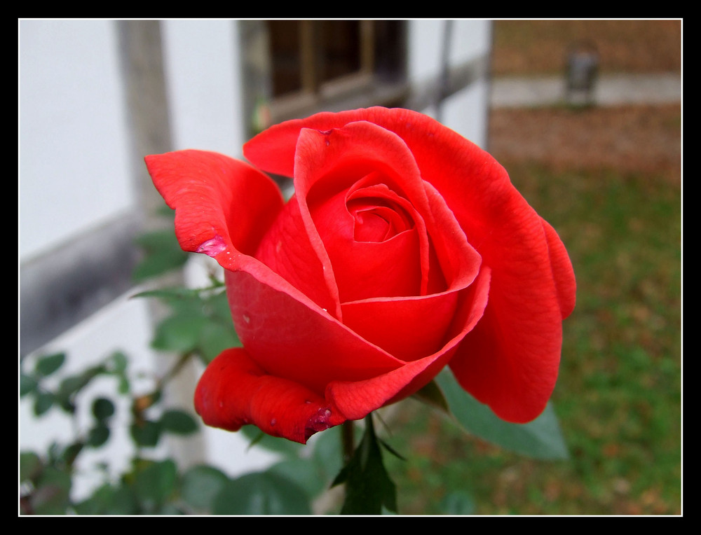 Die Rose der Liebe