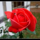 Die Rose der Liebe