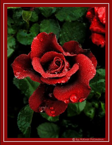 Die Rose der Liebe .....