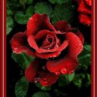 Die Rose der Liebe .....