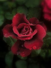 Die Rose der Liebe .....