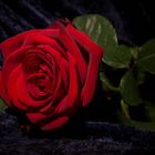 Die Rose der Liebe