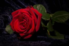 Die Rose der Liebe