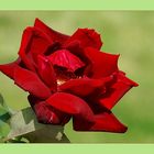 Die Rose der Liebe # La rosa del amor