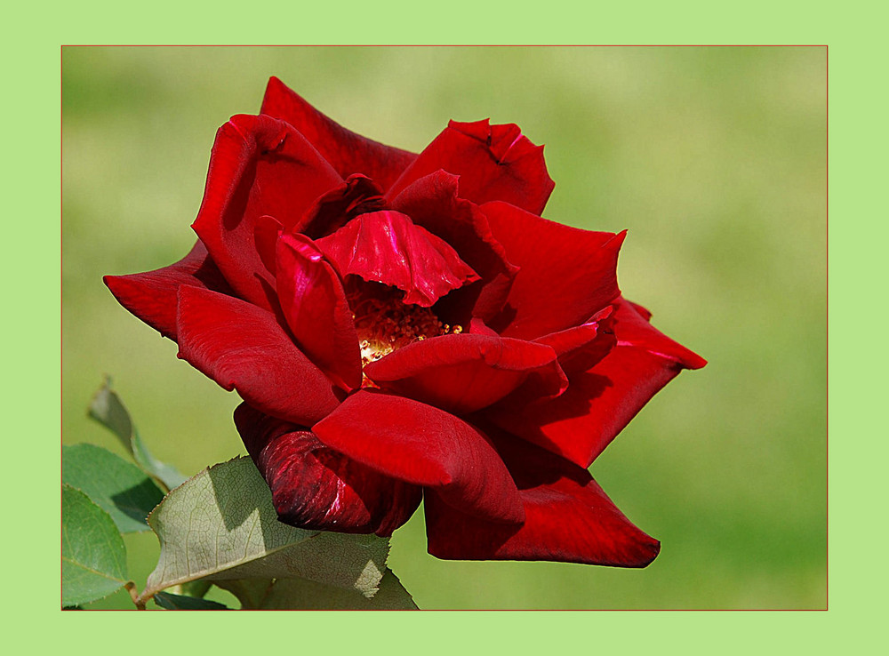 Die Rose der Liebe # La rosa del amor