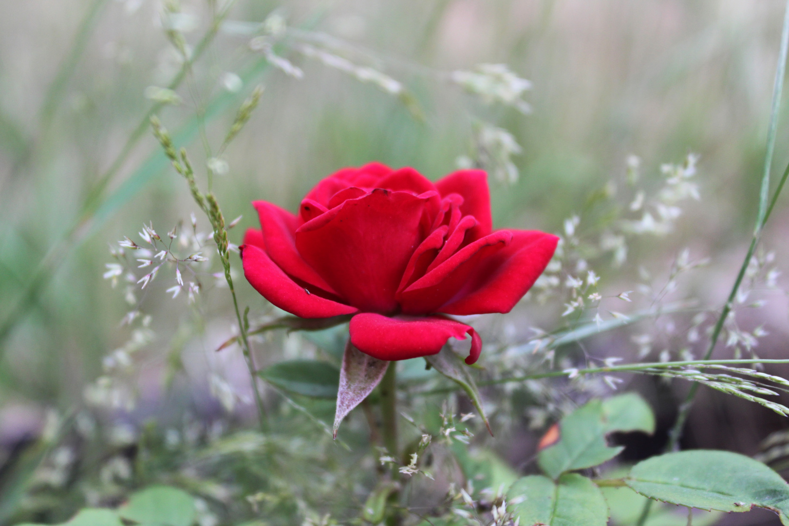 Die Rose der Liebe1