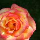 Die Rose der Liebe2