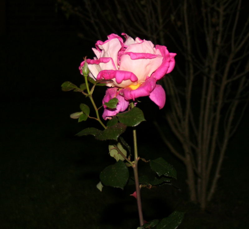 Die Rose der Nacht