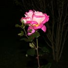 Die Rose der Nacht