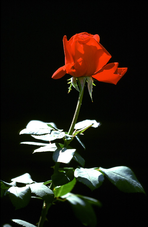 Die Rose der Rose ;-)