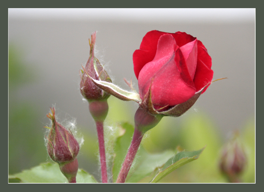 die rose - der rose...