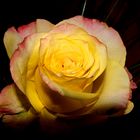 Die Rose - die romantische Blume