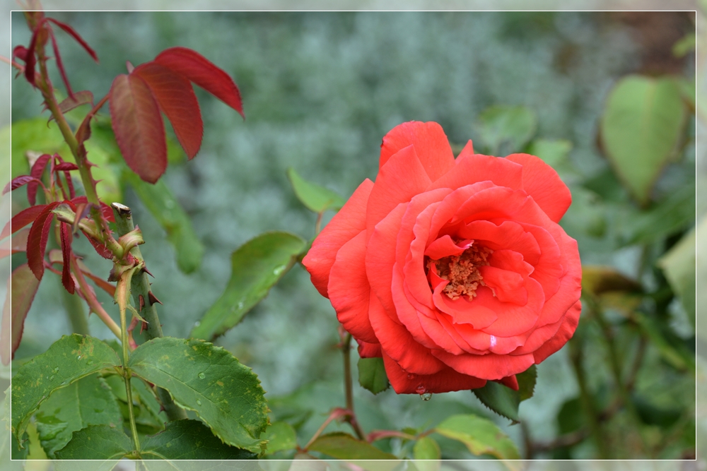 die Rose Duftwolke