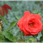 die Rose Duftwolke