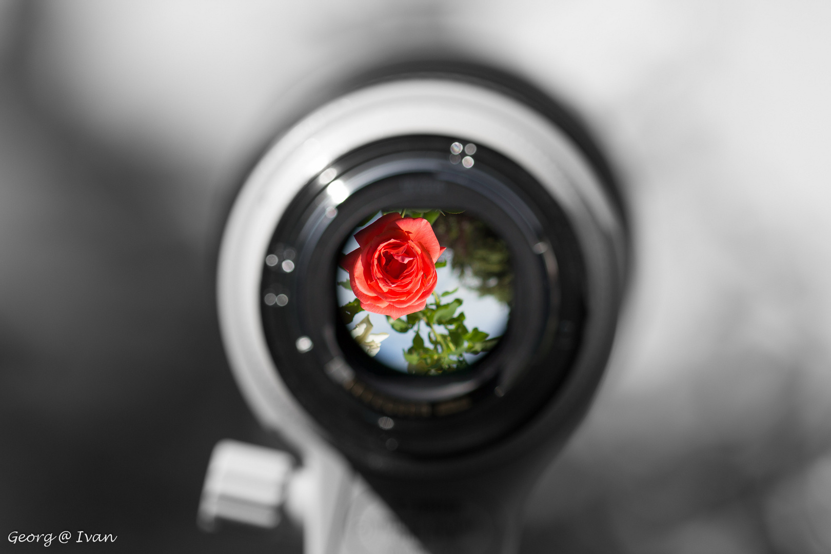 Die Rose durch ein 70-200 f2,8