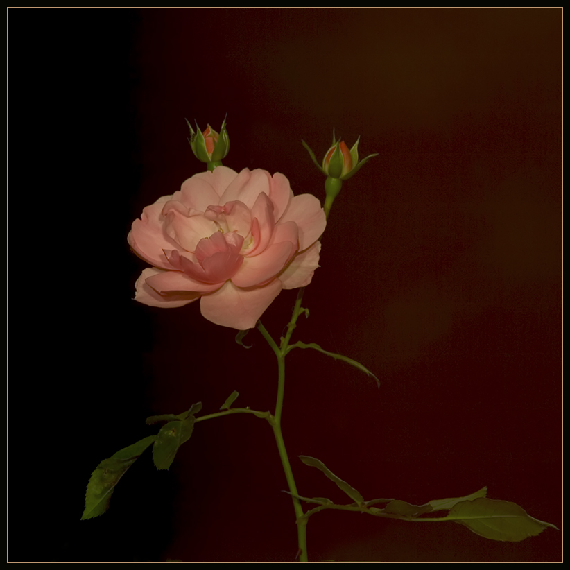 Die Rose...