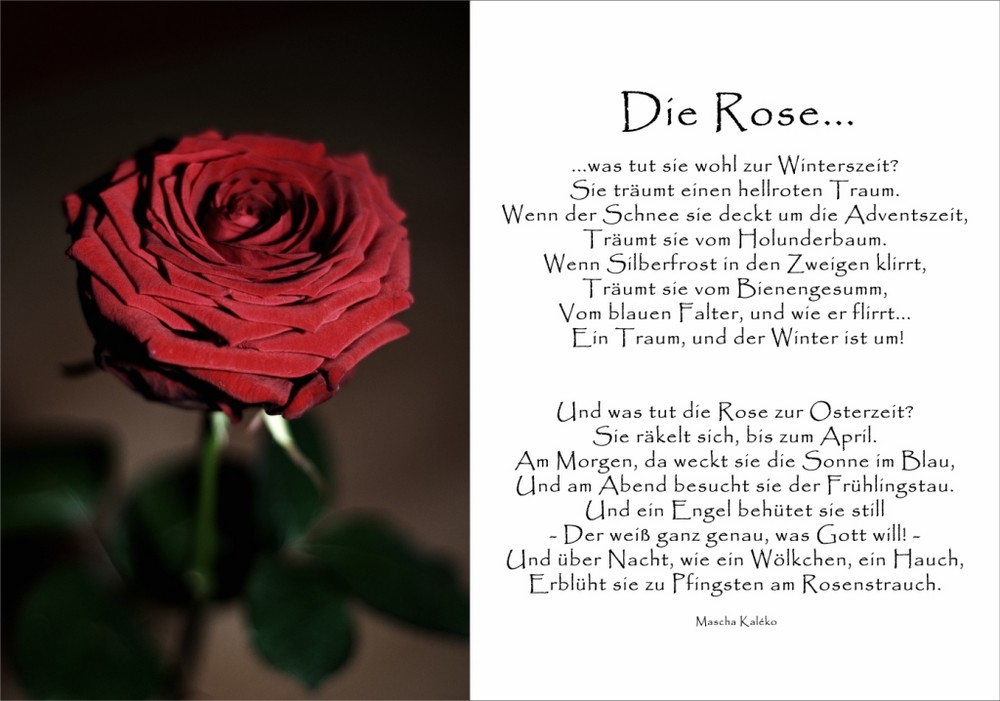 Die Rose...