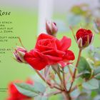 Die Rose