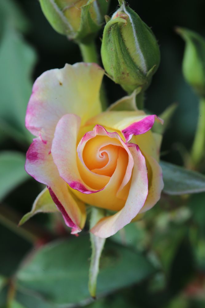 Die Rose, eine Pflanze mit Stil