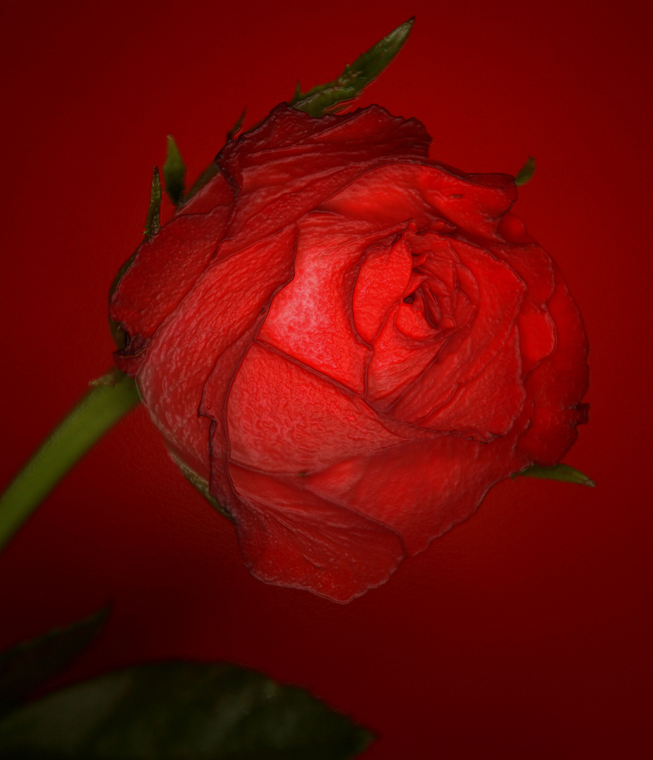 Die Rose