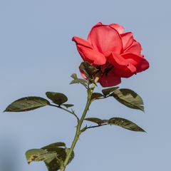 Die Rose