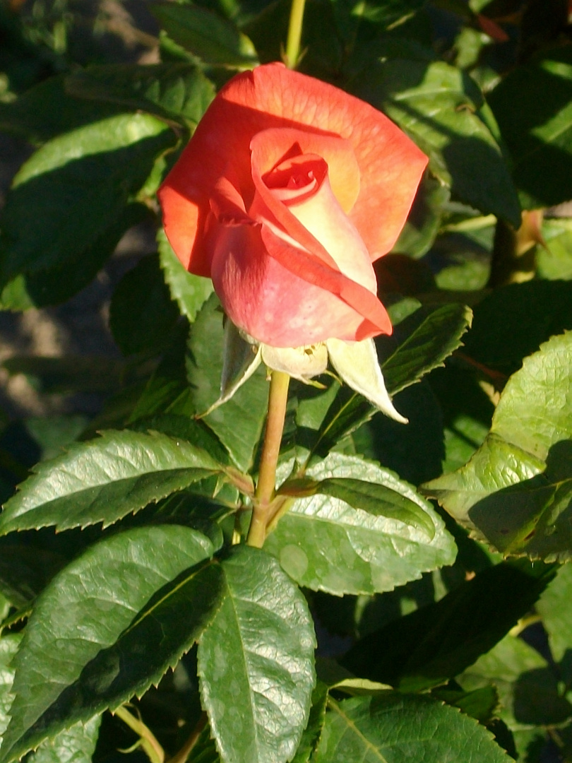 Die Rose