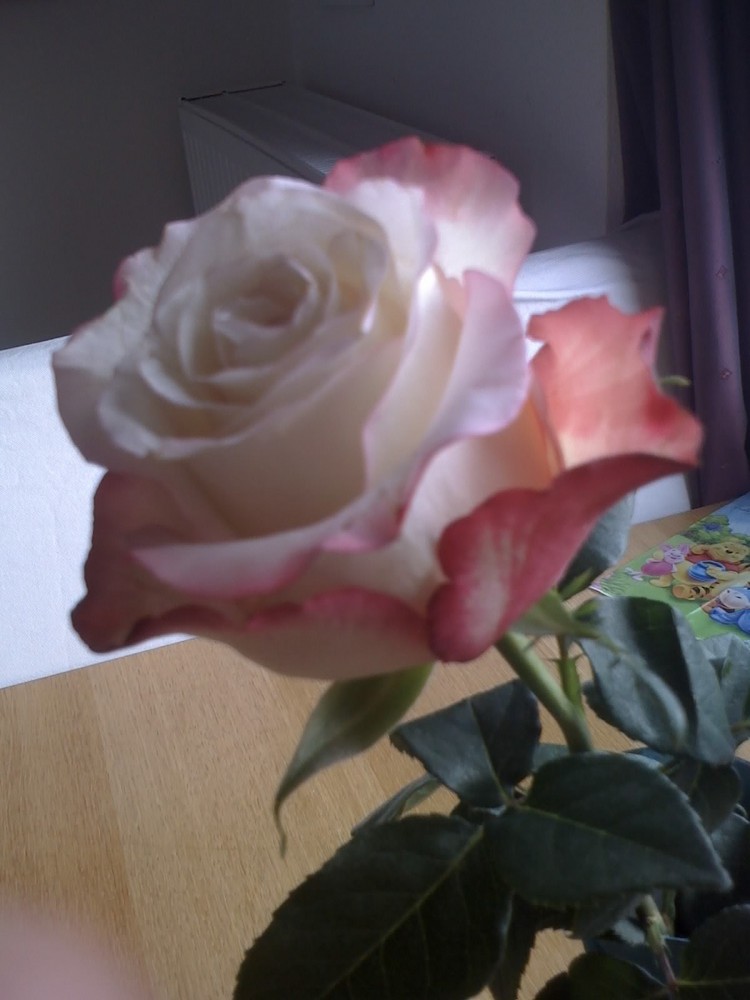 Die Rose!!!( Hab ich zum Geburtstag bekommen!!!)