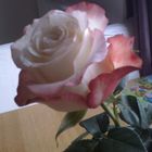Die Rose!!!( Hab ich zum Geburtstag bekommen!!!)