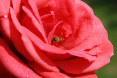 Die Rose hat Besuch