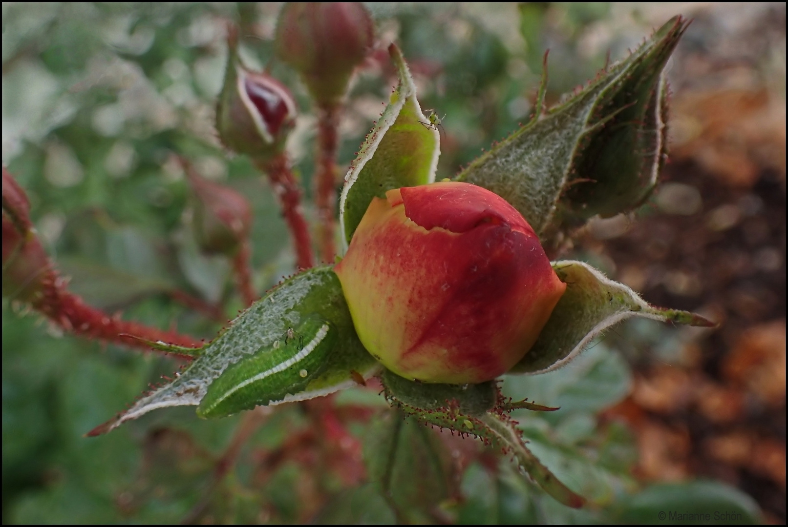 Die Rose hatte interessanten Besuch...