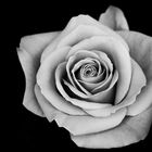 Die Rose I