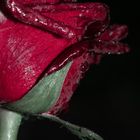 Die Rose im im Tau