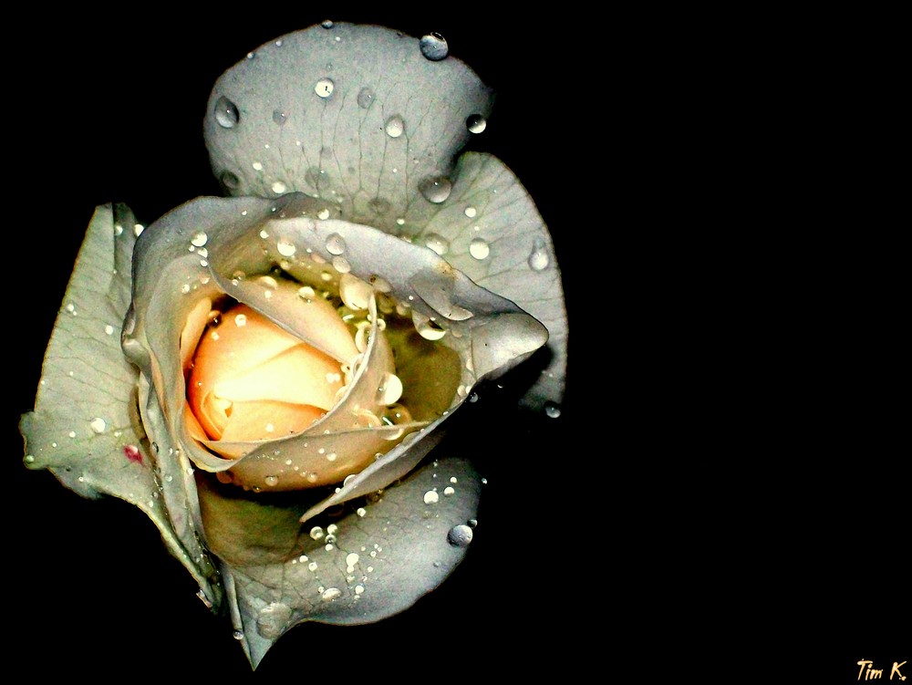 Die Rose im Regen