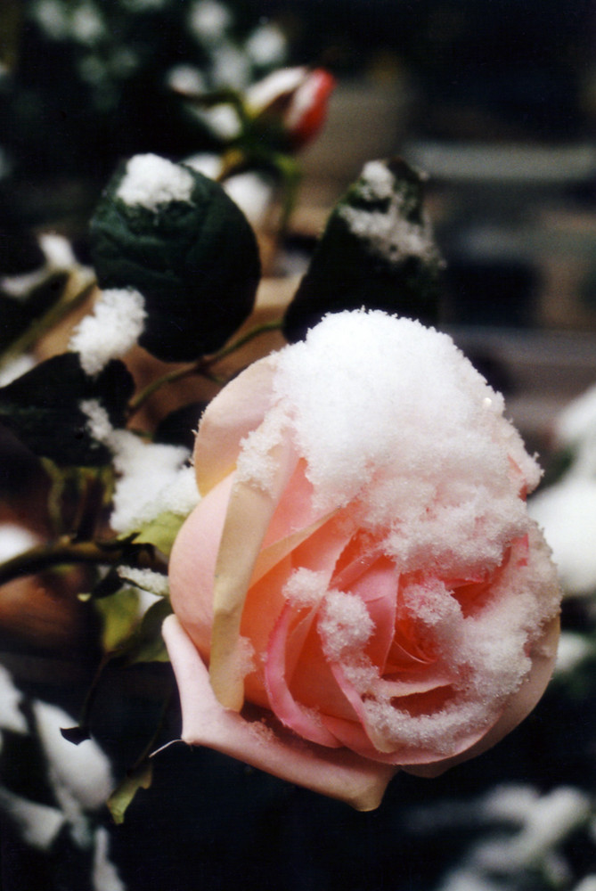 Die Rose im Winter