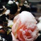 Die Rose im Winter