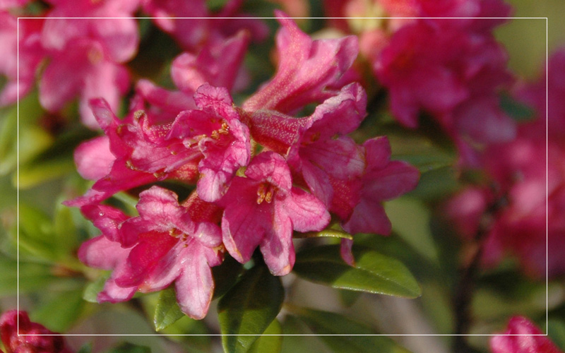 Die Rose in den Alpen