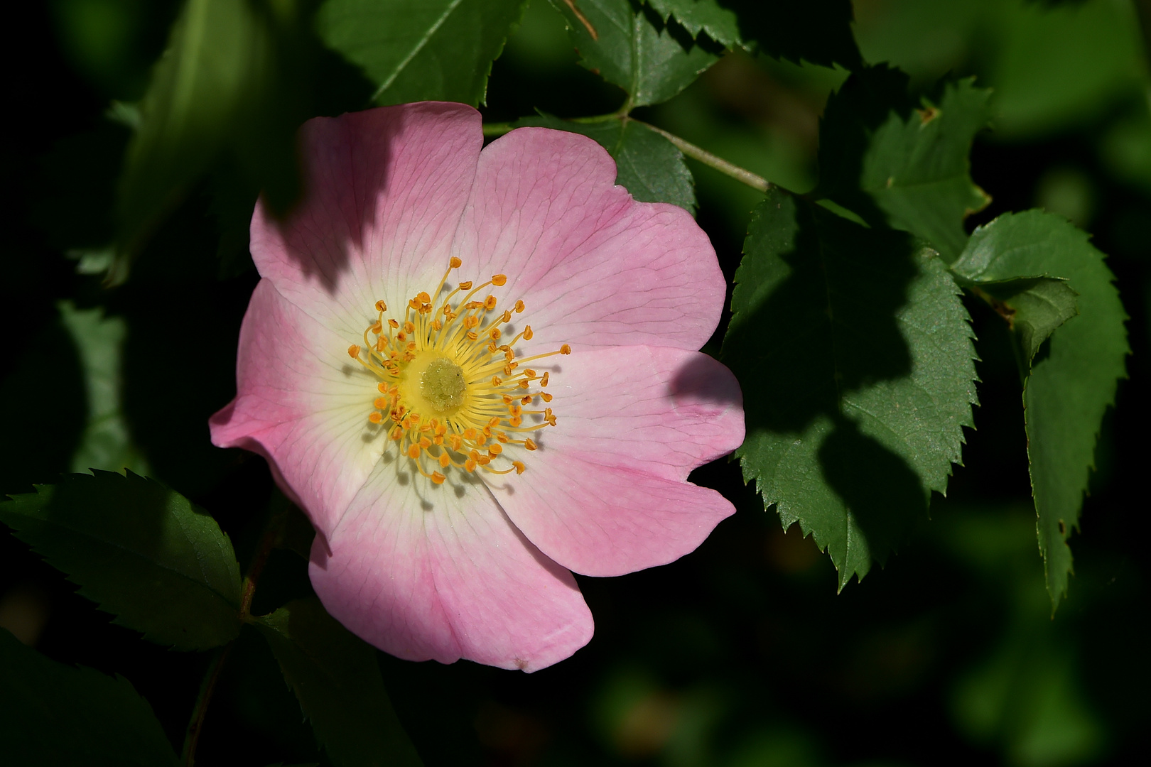 Die Rose in der Hecke