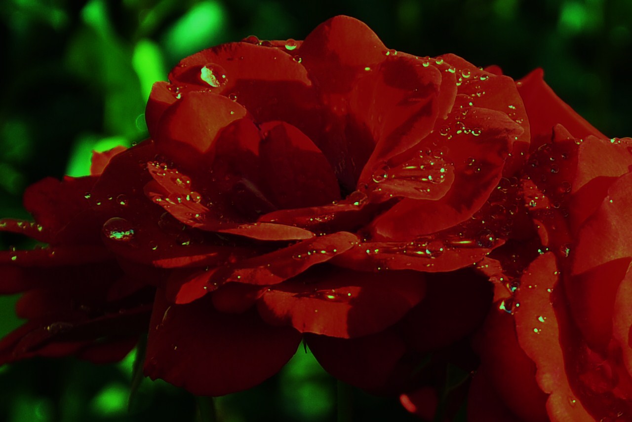 die Rose in ihrer ganzen Schönheit