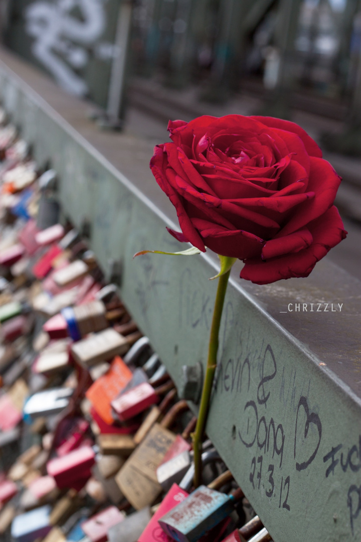 Die Rose in Köln