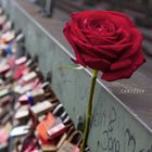Die Rose in Köln