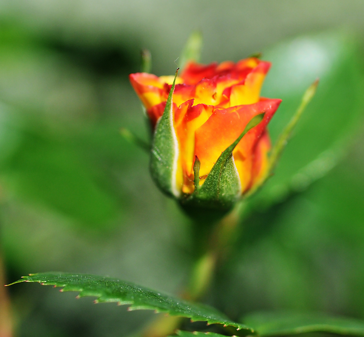 Die Rose in meinem Garten