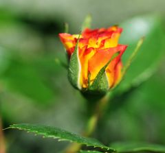 Die Rose in meinem Garten