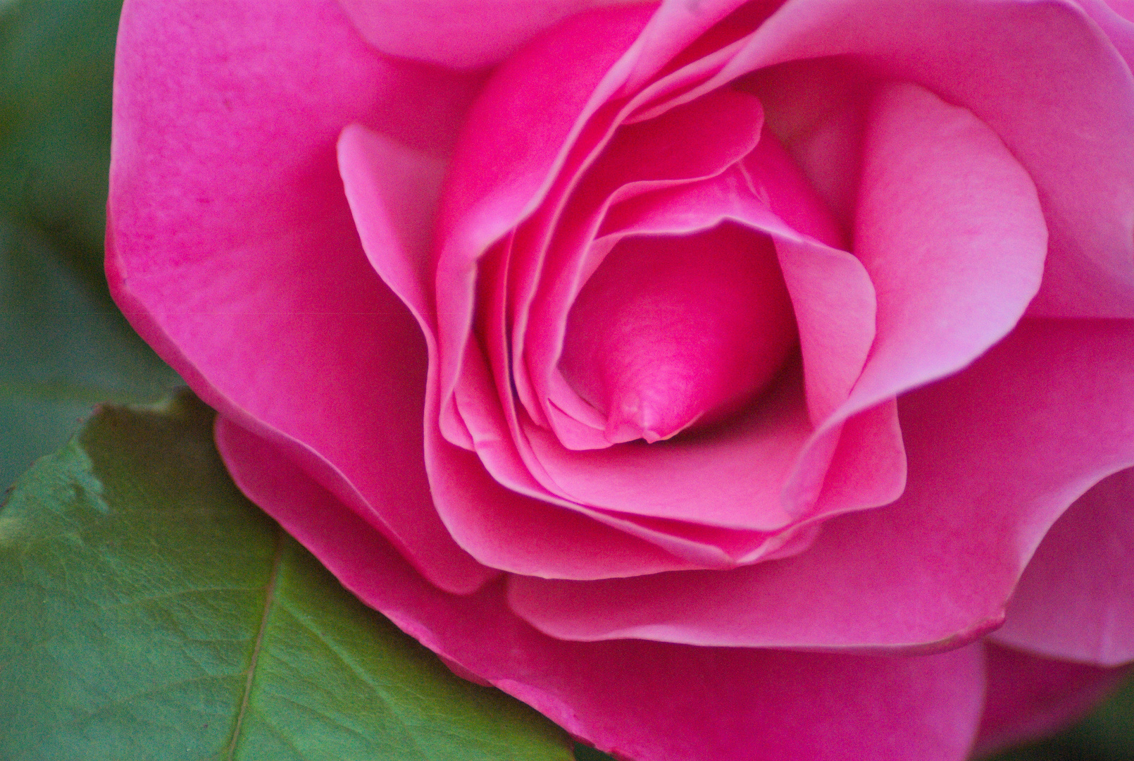 Die Rose in Nachbars Garten