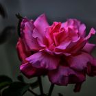 Die Rose in Susa
