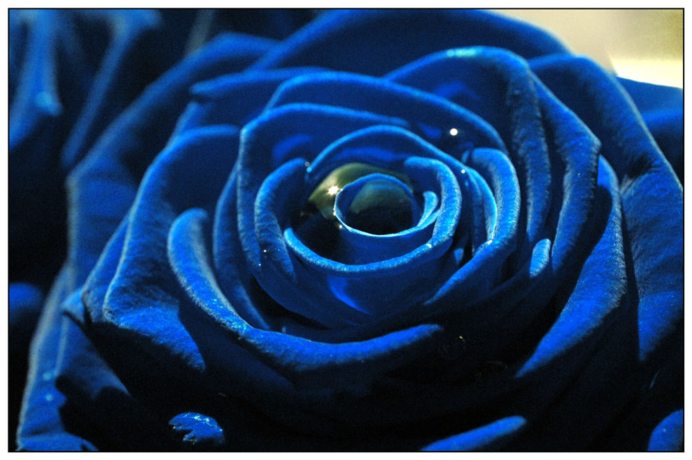 Die Rose ist blau ;-)